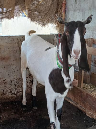 Mashaallah, Fully vaccinated Bakra Available for sale.