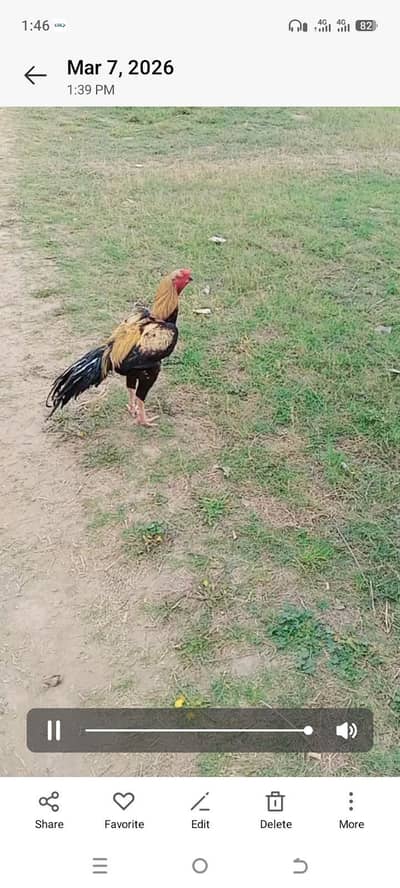 parrot beak male for sale