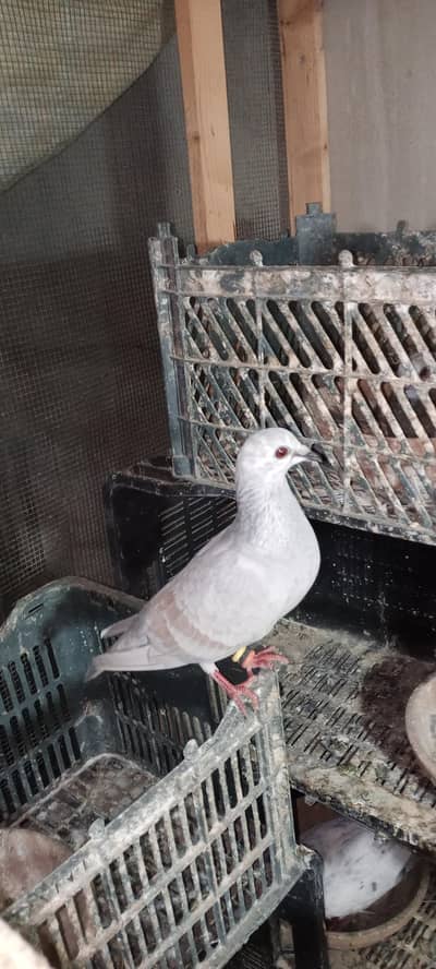 Chitte Lalband Chitte Janglan Kasni Bhabray