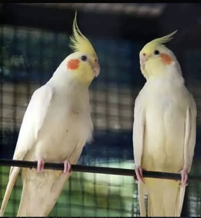 Cockatiel pairs for sale