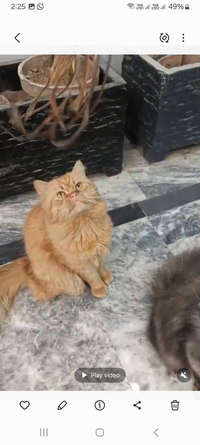 persian male female or kitten