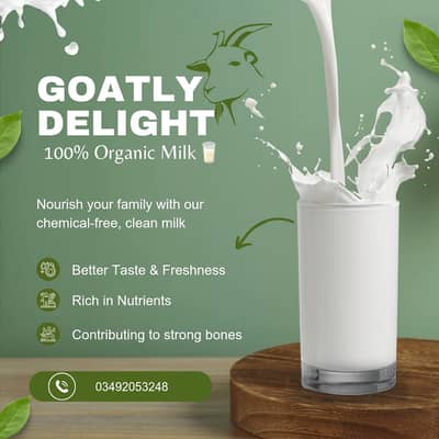Goats | Goats Milk | Milk Goats | Female Milk Goats Available