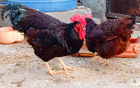 RIR Heritage & Wyandotte Eggs & Chicks