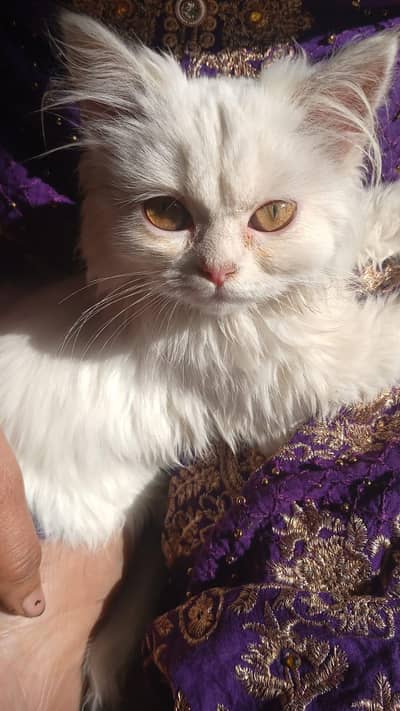 pair Persian cat