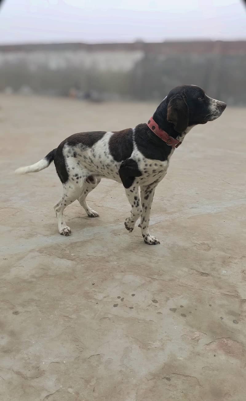 English Pointer 0