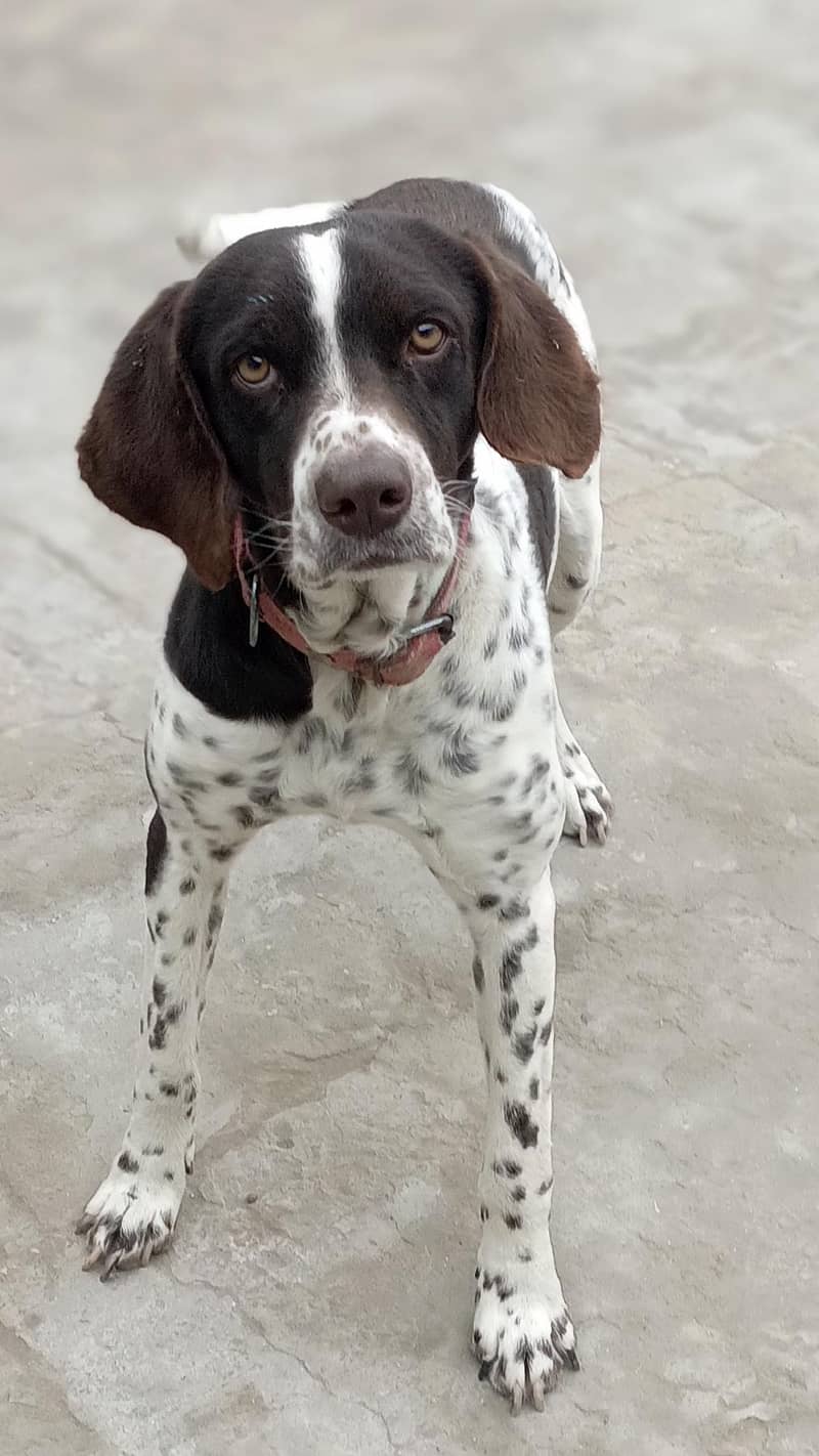 English Pointer 1