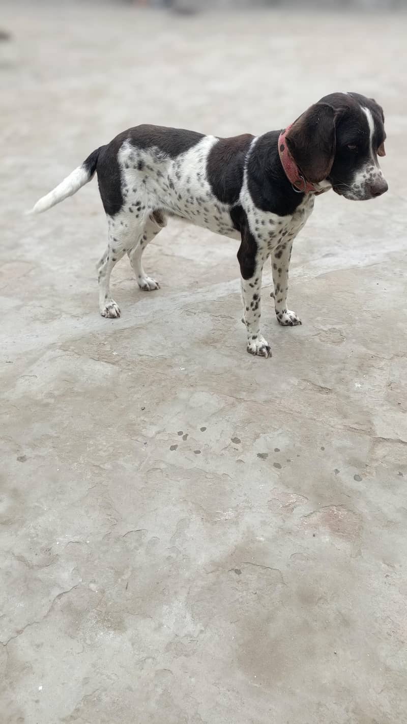 English Pointer 2