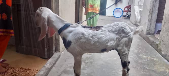 Ranjanpuri bakri path 3 months healthy and active
