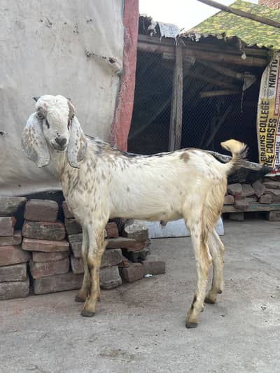 Bakra age 7 month