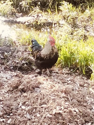 bantam, bantam male