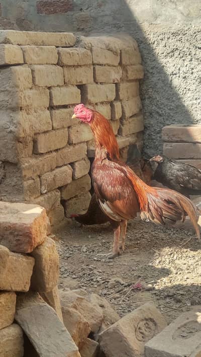 aseel murga for breeding