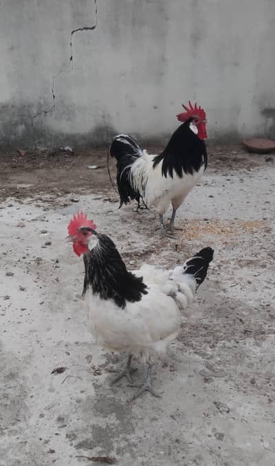 Plymouth, Sussex, Ayam cemani & lakenvelder chicks n eggs available
