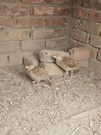 grey francolin, dakhni teeter