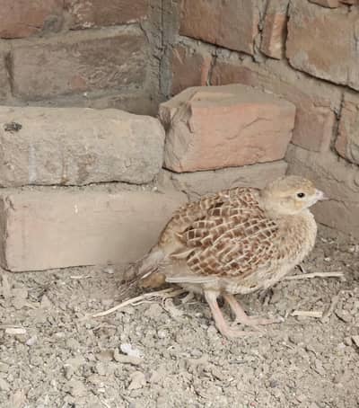 grey francolin, dakhni teeter