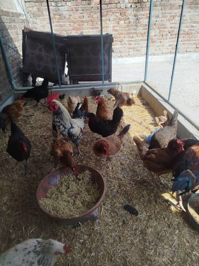 Group of Hens, Home Breed
