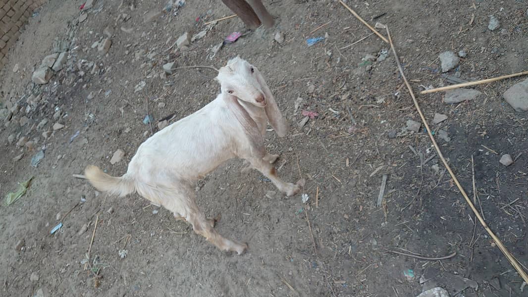 bakra 0