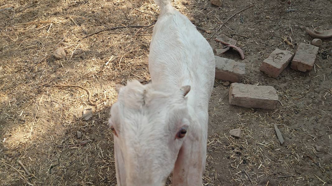 bakra 1