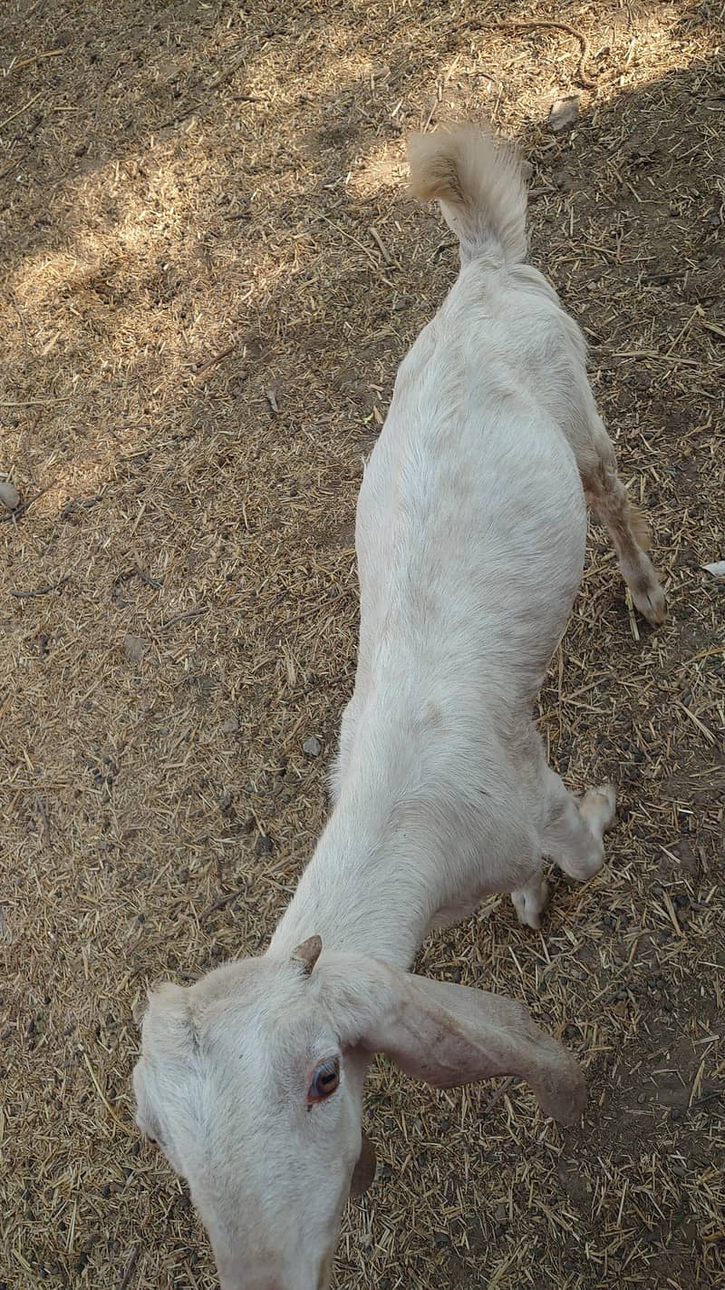 bakra 2