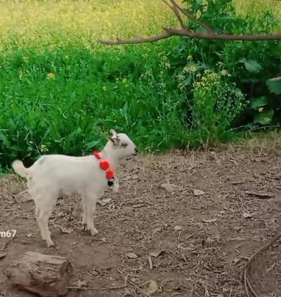 tadi female haldi ha