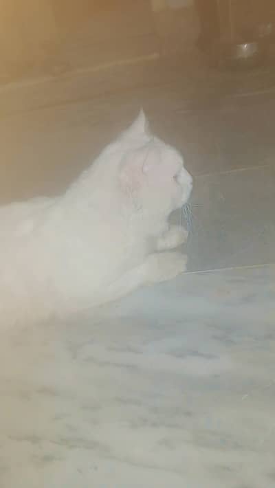 Persion cat male double court