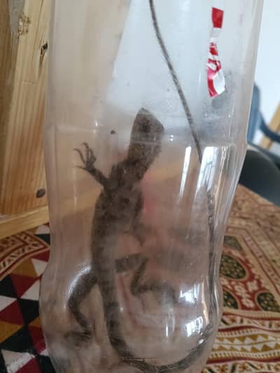 This is a cute animal