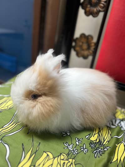 Rare Odd-Eyed Teddy Bear Dwarf Bunny | Extremely Fluffy & Healthy.