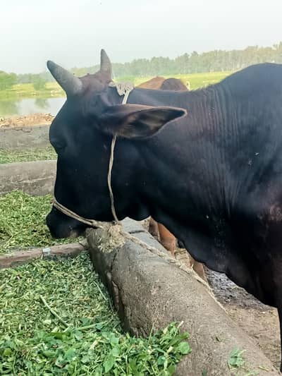 fast timar taza soi bechy Wacha 12kg Bola. . .