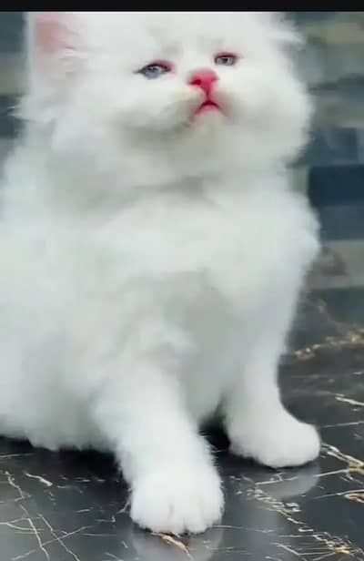 Persian female kitten for sale My WhatsApp number 03 25 022 67 56