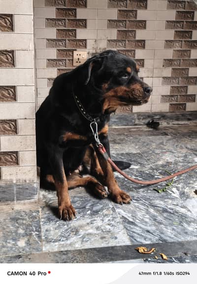 Rottweiler Beautiful  female only 17 years old