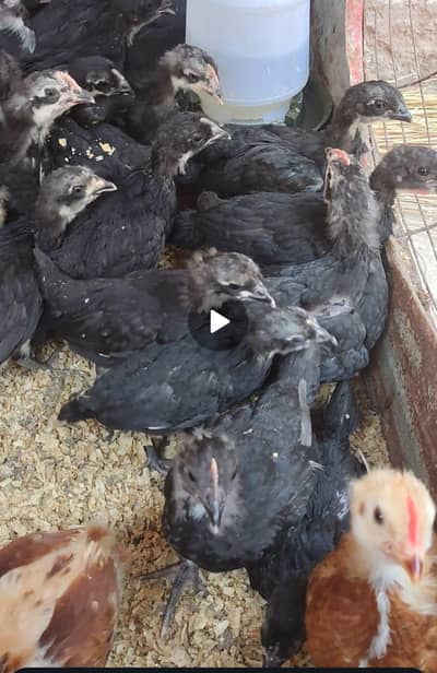 Black Austrlorp ky cheeks or RiR cheeks For sale Full health & active