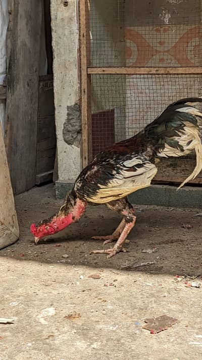 Aseel murgi or murga