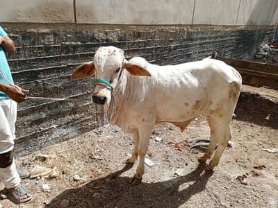 Beautiful Bachray For Sale Qurbani Lovers and Profit Purpose