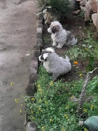 Russian / poodle imported blood line / shitzu / poodle puppy