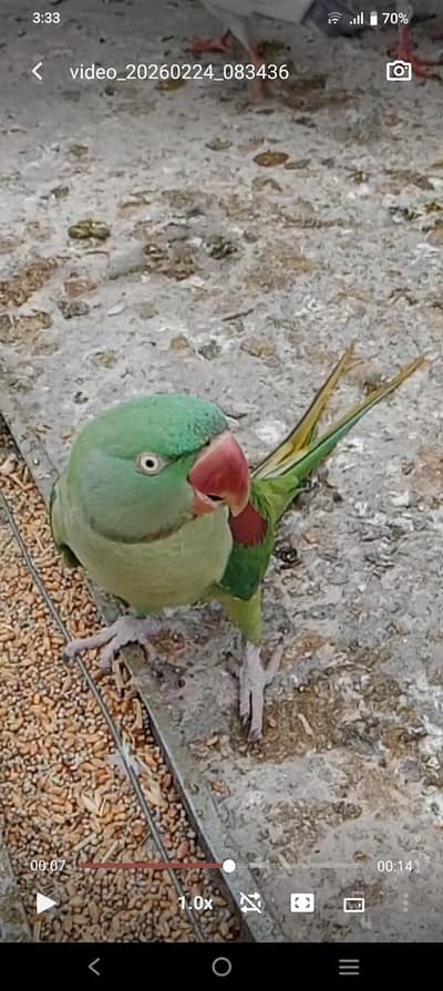 Green Parrot (Raw Generation)