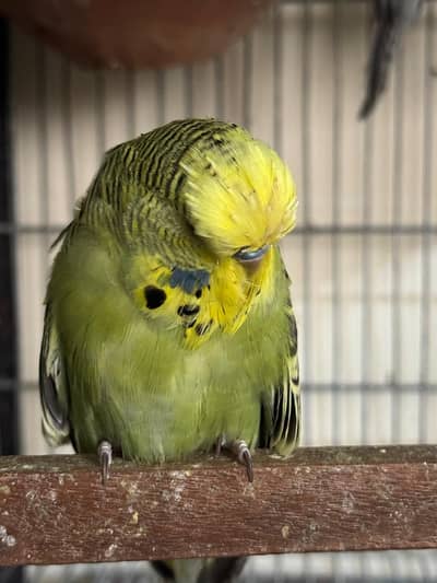 exhibition UK line chicks 45 days age available