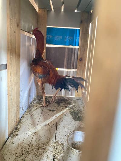 2 aseel pathy for sale 10 month age