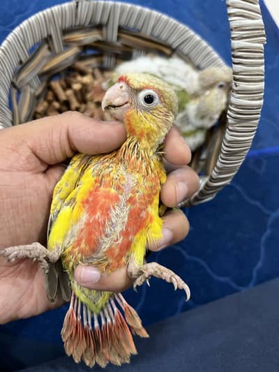 Pineapple conure chicks red factor