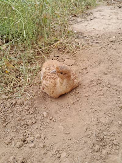 Pure irani teetar male contact only on watsap