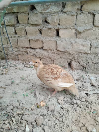 Pure irani teetar male contact only on watsap