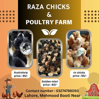 Golden misri |Australorp chicks| Rir chicks | desi chicks |03214600975
