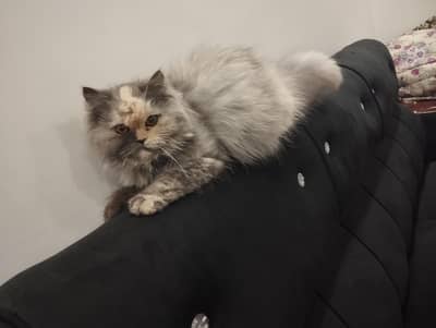 arjnt sale krni hy 3bl cot punch face full trend