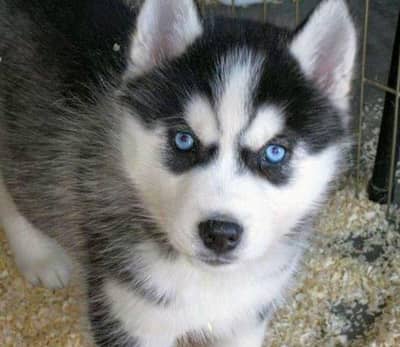 Premium Siberian husky puppy
