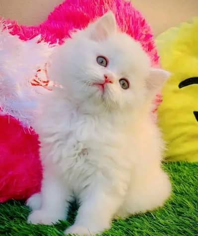 Persian female kitten for sale My WhatsApp number 03 25 022 67 56