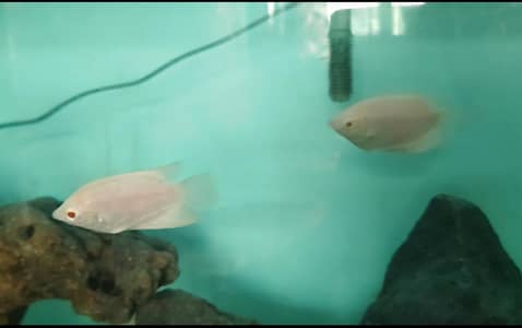 Gaint Gourami red eye