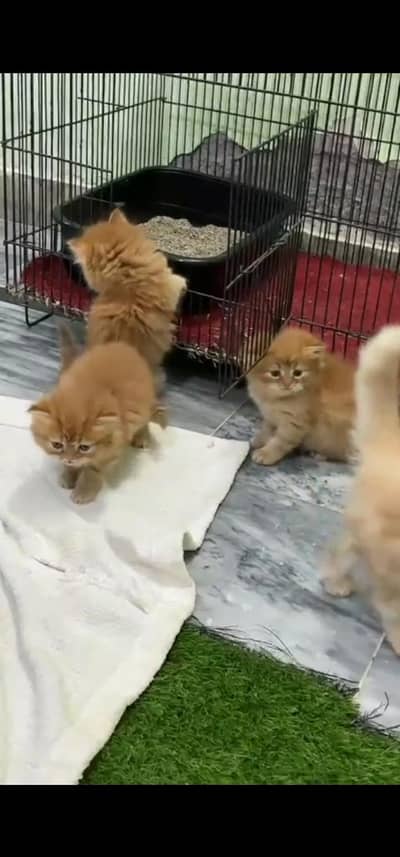 Quality Persian Punch face cat & kitten is 03233614642 WhatsApp