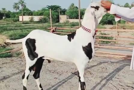 desi Bakra for sale/03487390292