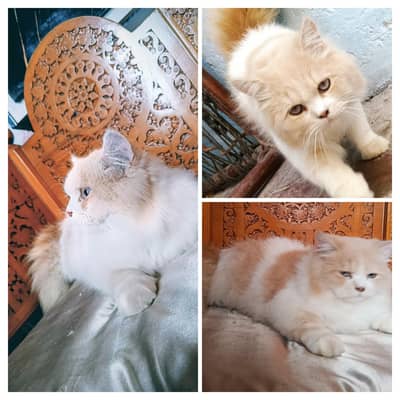 Persian cat