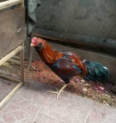 Mianwali Galwa Aseel Murgha