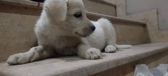 female Labrador puppy 2 month 4 days old for sale