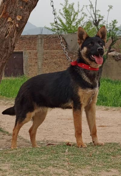 Alsatian Bighyari female age 5 month full security guardian for sale